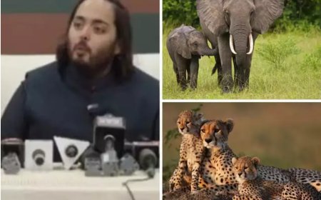 रिलायंस ने शुरू की 'वंतारा' पहल, पशुओं के बचाव, देखभाल, संरक्षण और पुनर्वास के लिए होगा काम